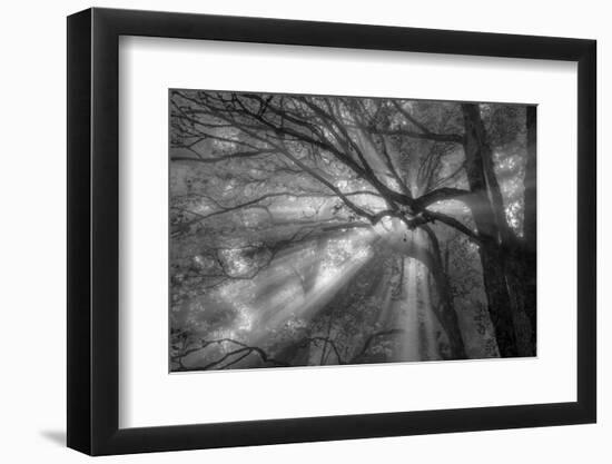 Forest Fog-Tim Oldford-Framed Photographic Print