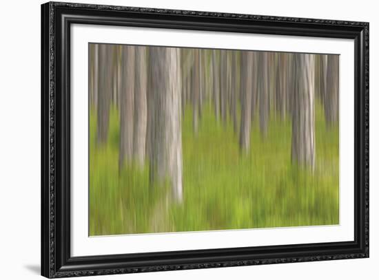 Forest Fresh-Staffan Widstrand-Framed Giclee Print