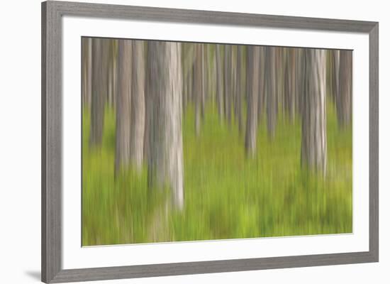 Forest Fresh-Staffan Widstrand-Framed Giclee Print