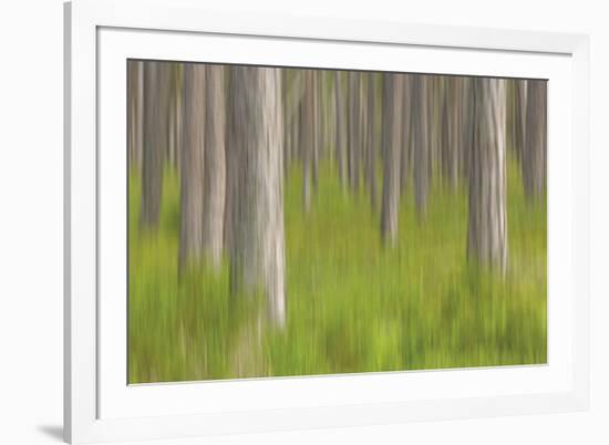 Forest Fresh-Staffan Widstrand-Framed Giclee Print