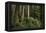 Forest Full of Redwood Trees-DLILLC-Framed Premier Image Canvas