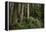 Forest Full of Redwood Trees-DLILLC-Framed Premier Image Canvas