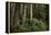 Forest Full of Redwood Trees-DLILLC-Framed Premier Image Canvas