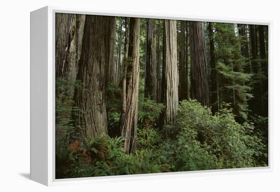 Forest Full of Redwood Trees-DLILLC-Framed Premier Image Canvas