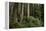 Forest Full of Redwood Trees-DLILLC-Framed Premier Image Canvas