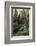 Forest Full of Redwood Trees-DLILLC-Framed Photographic Print