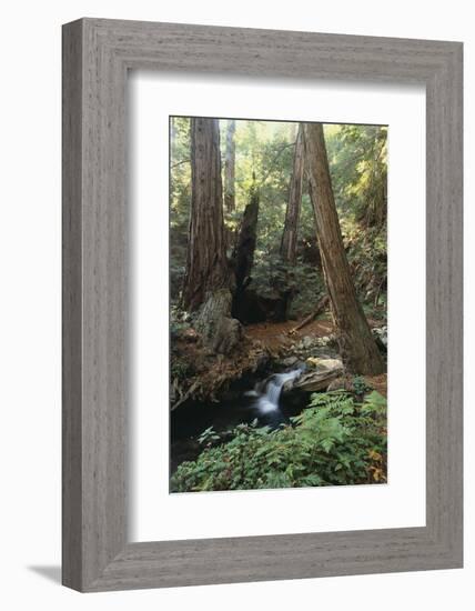 Forest Full of Redwood Trees-DLILLC-Framed Photographic Print