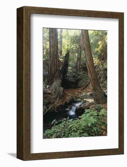 Forest Full of Redwood Trees-DLILLC-Framed Photographic Print