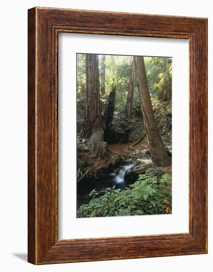 Forest Full of Redwood Trees-DLILLC-Framed Photographic Print