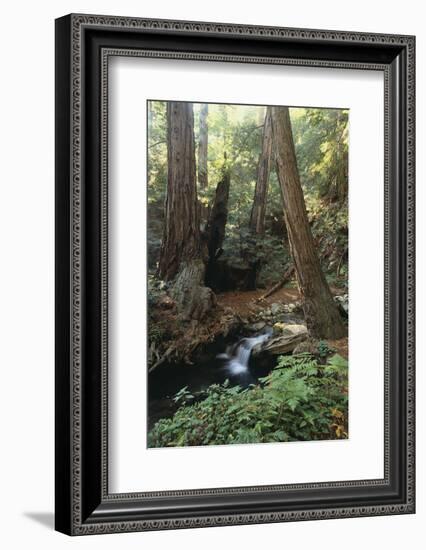 Forest Full of Redwood Trees-DLILLC-Framed Photographic Print