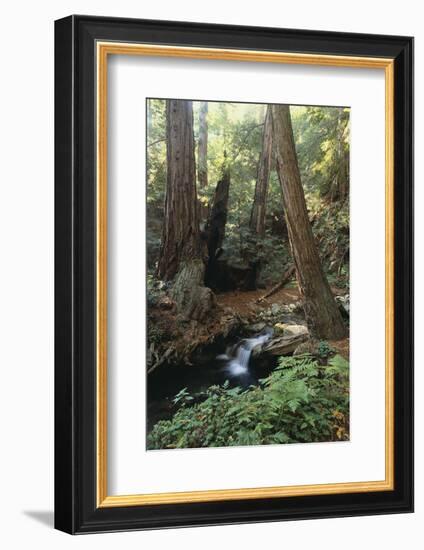 Forest Full of Redwood Trees-DLILLC-Framed Photographic Print