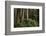 Forest Full of Redwood Trees-DLILLC-Framed Photographic Print