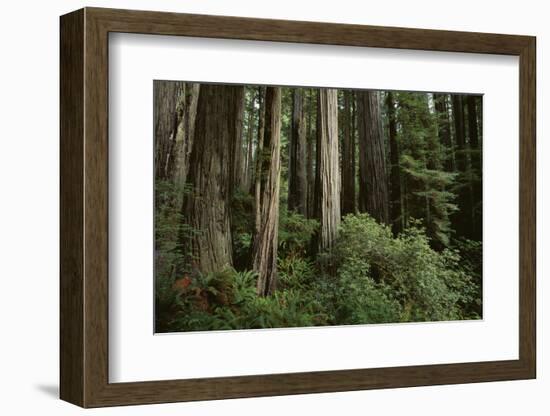 Forest Full of Redwood Trees-DLILLC-Framed Photographic Print