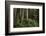 Forest Full of Redwood Trees-DLILLC-Framed Photographic Print