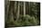 Forest Full of Redwood Trees-DLILLC-Mounted Photographic Print