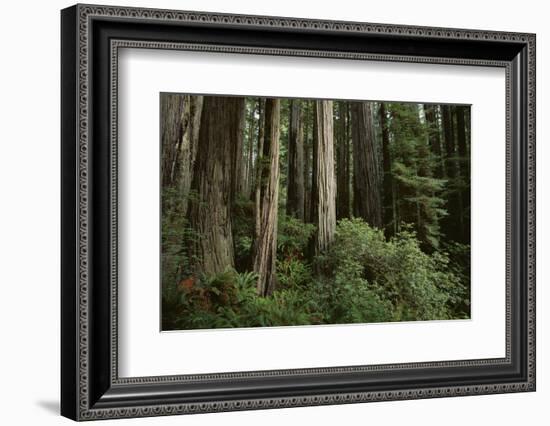 Forest Full of Redwood Trees-DLILLC-Framed Photographic Print