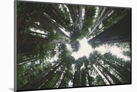 Forest Full of Redwood Trees-DLILLC-Mounted Photographic Print
