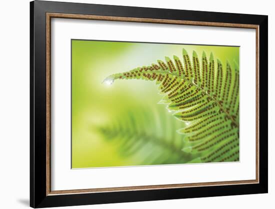 Forest Gem-Don Paulson-Framed Giclee Print