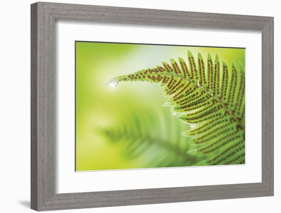 Forest Gem-Don Paulson-Framed Giclee Print