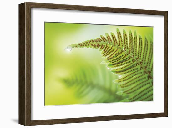 Forest Gem-Don Paulson-Framed Giclee Print