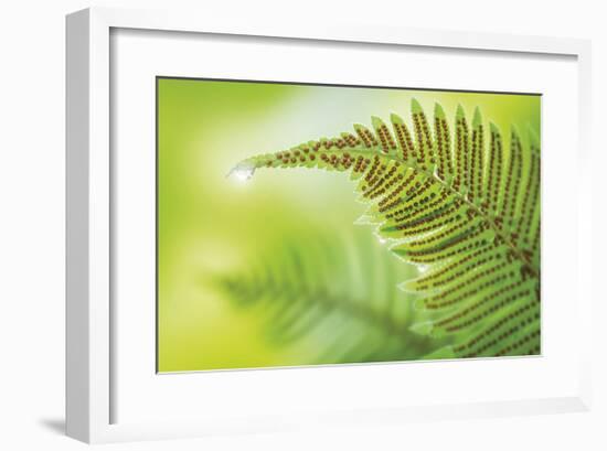 Forest Gem-Don Paulson-Framed Giclee Print