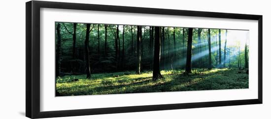 Forest Germany-null-Framed Photographic Print