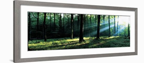 Forest Germany-null-Framed Photographic Print