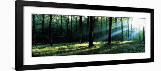 Forest Germany--Framed Photographic Print