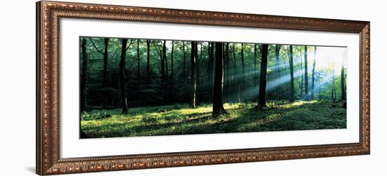 Forest Germany-null-Framed Photographic Print