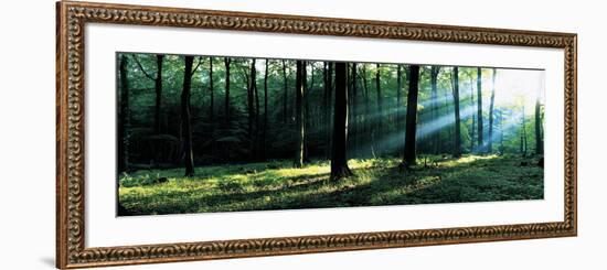 Forest Germany-null-Framed Photographic Print