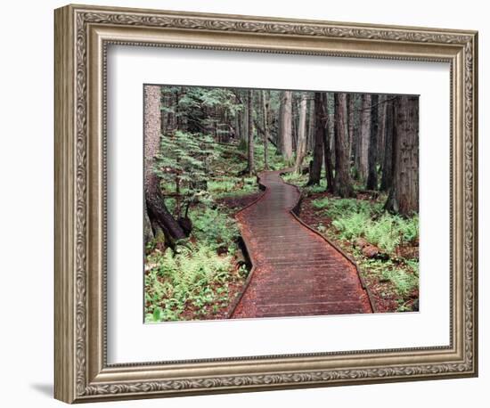 Forest, Glacier National Park, Montana-null-Framed Premium Photographic Print