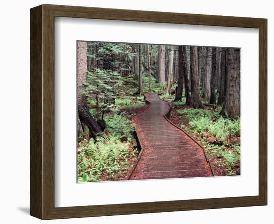 Forest, Glacier National Park, Montana-null-Framed Premium Photographic Print