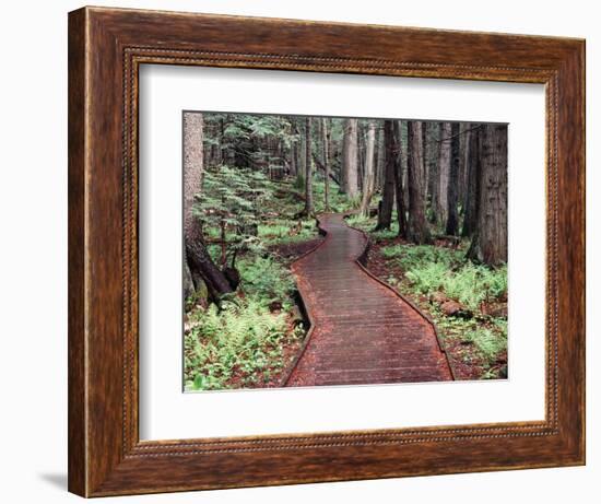 Forest, Glacier National Park, Montana-null-Framed Premium Photographic Print