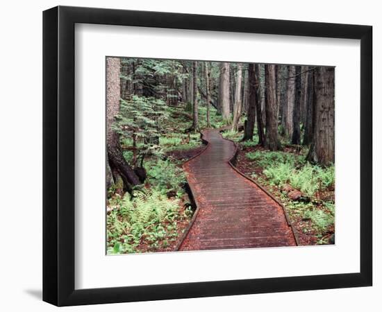 Forest, Glacier National Park, Montana-null-Framed Premium Photographic Print