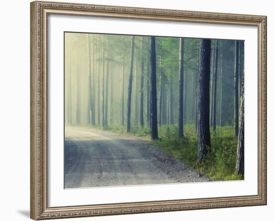 Forest Glade-Andreas Stridsberg-Framed Giclee Print