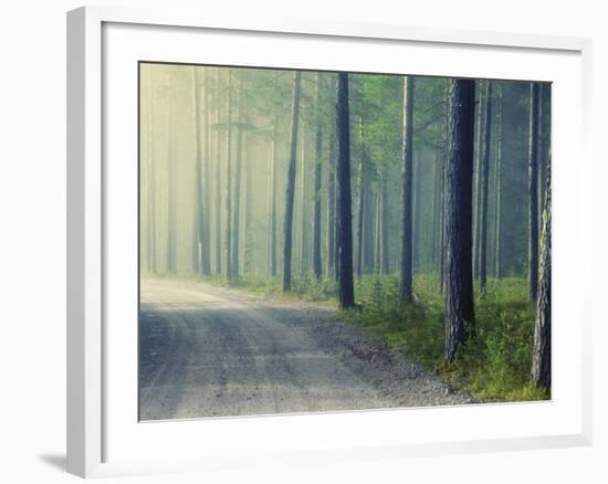 Forest Glade-Andreas Stridsberg-Framed Giclee Print