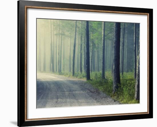 Forest Glade-Andreas Stridsberg-Framed Giclee Print