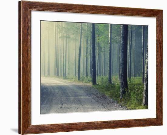 Forest Glade-Andreas Stridsberg-Framed Giclee Print