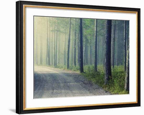 Forest Glade-Andreas Stridsberg-Framed Giclee Print