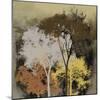 Forest Glow II-Ken Hurd-Mounted Giclee Print