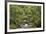 Forest Haven-Staffan Widstrand-Framed Giclee Print