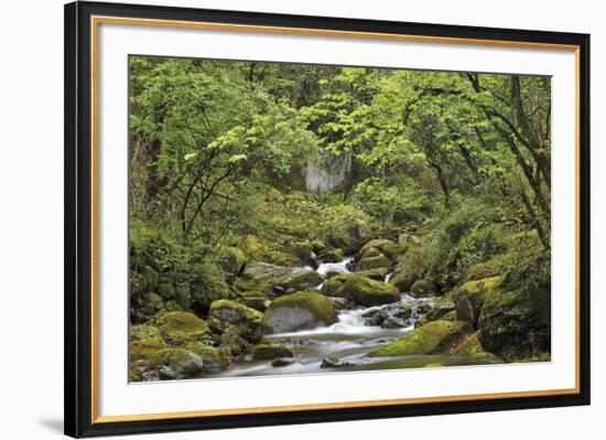 Forest Haven-Staffan Widstrand-Framed Giclee Print