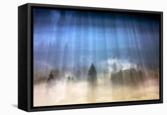 Forest Illumination-Marcin Sobas-Framed Premier Image Canvas