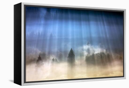 Forest Illumination-Marcin Sobas-Framed Premier Image Canvas