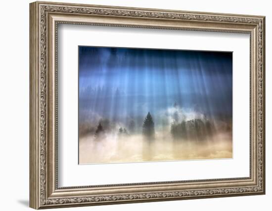 Forest Illumination-Marcin Sobas-Framed Photographic Print