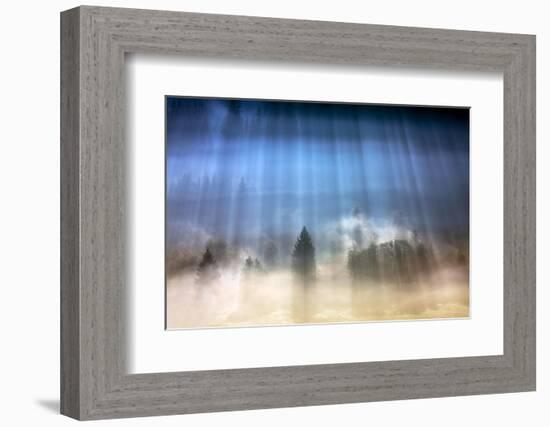 Forest Illumination-Marcin Sobas-Framed Photographic Print