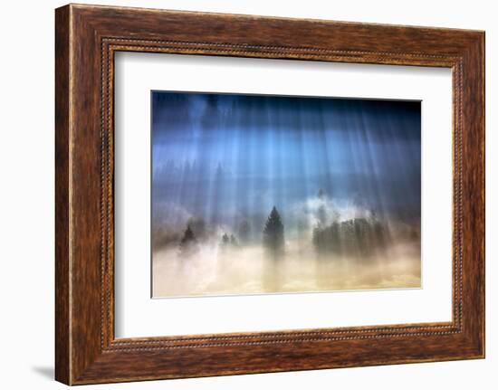 Forest Illumination-Marcin Sobas-Framed Photographic Print