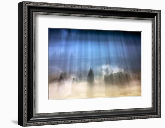 Forest Illumination-Marcin Sobas-Framed Photographic Print