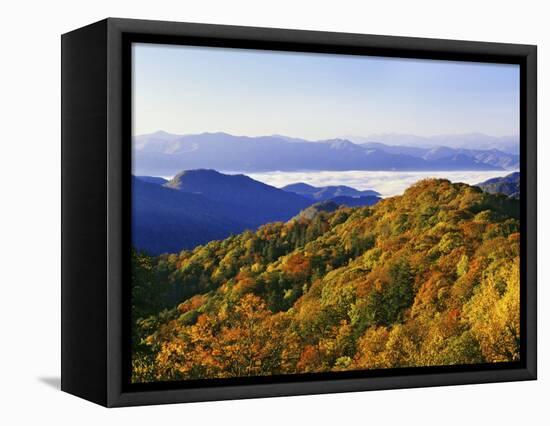 Forest in Autumn Color from Shot Beech Ridge, Great Smoky Mountains National Park, North Carolina-Dennis Flaherty-Framed Premier Image Canvas