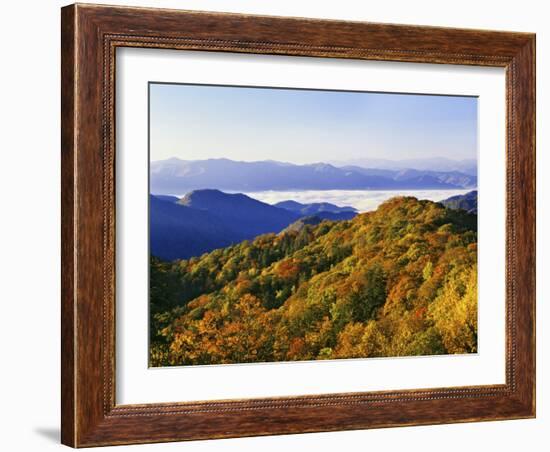 Forest in Autumn Color from Shot Beech Ridge, Great Smoky Mountains National Park, North Carolina-Dennis Flaherty-Framed Photographic Print